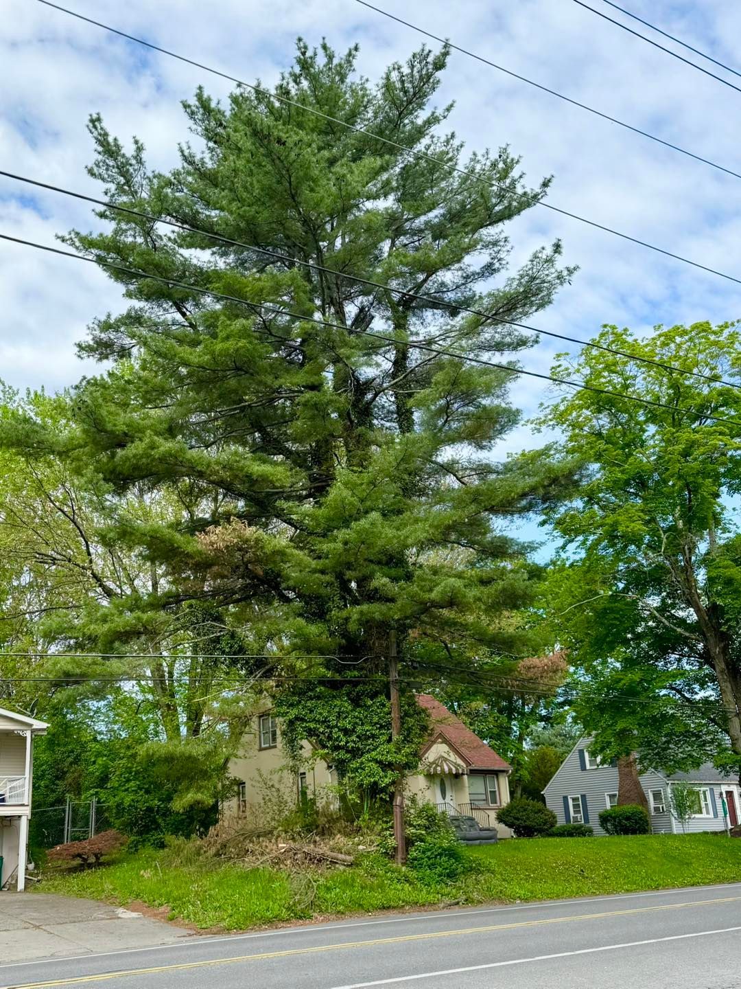 A large pine tree is in the middle of a street in front of a house.