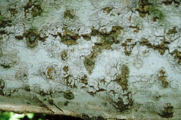 A close up of a tree trunk with moss growing on it.