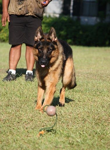 Dog Getting the Ball — Williamson, GA — Leading Edge Kennels
