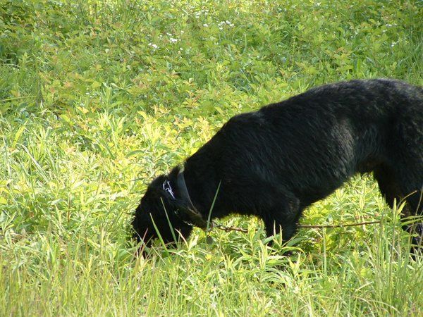 Smelling the Ground — Williamson, GA — Leading Edge Kennels