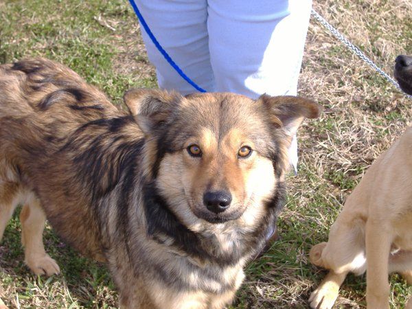 Rescue Dog — Williamson, GA — Leading Edge Kennels