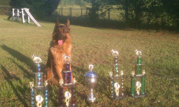Dog with Trophies — Williamson, GA — Leading Edge Kennels