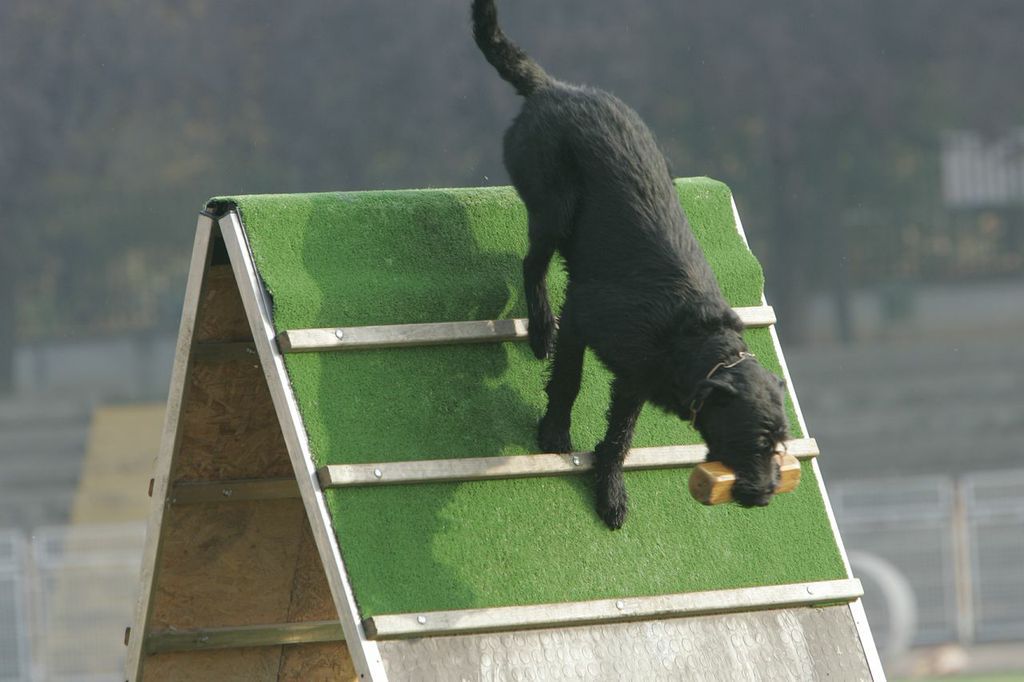 Dog on Triangle Platform — Williamson, GA — Leading Edge Kennels