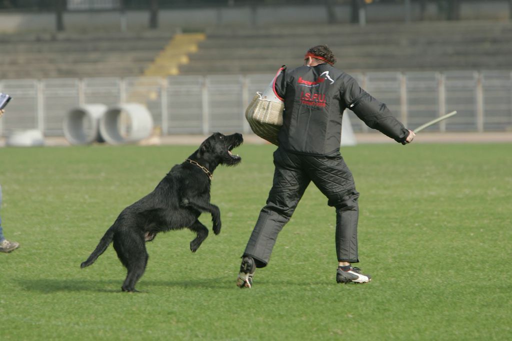 Dog Ready to Bite — Williamson, GA — Leading Edge Kennels