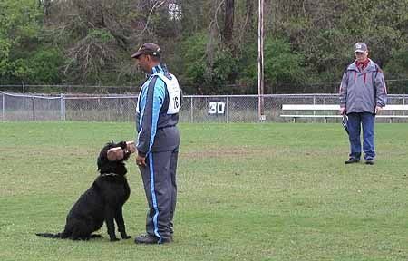 Biting Barbell Chew — Williamson, GA — Leading Edge Kennels