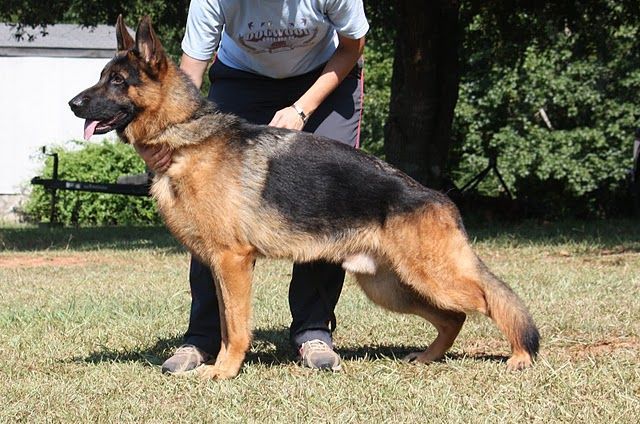 Holding the Dog — Williamson, GA — Leading Edge Kennels