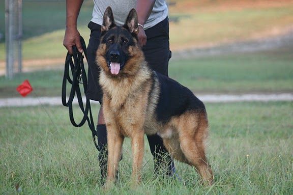 Dog with Leash — Williamson, GA — Leading Edge Kennels