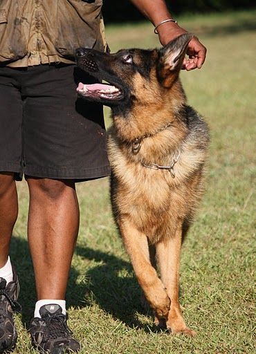 Dog Walking — Williamson, GA — Leading Edge Kennels