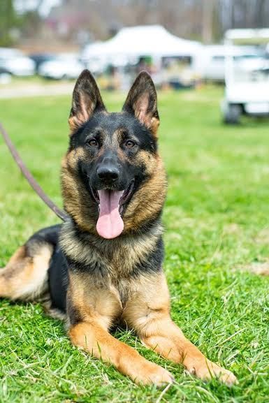 Sitting Heddy — Williamson, GA — Leading Edge Kennels