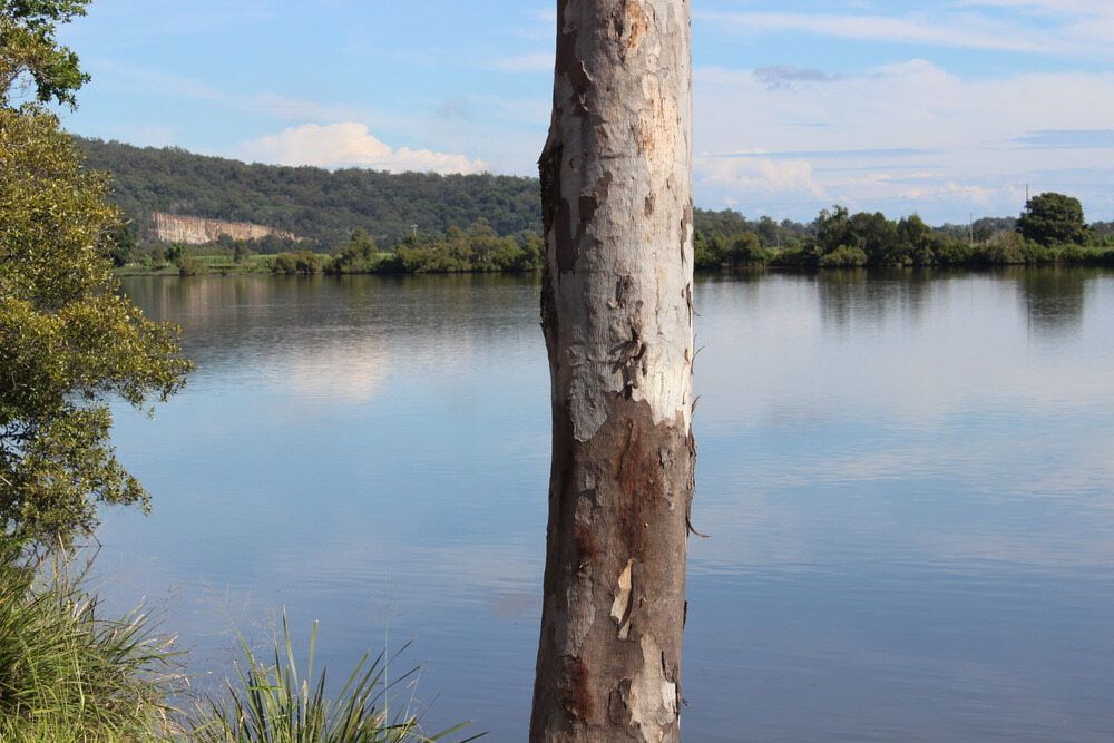 A Tree Trunk Is Standing in Front of A Lake — Rooftech Roofing Services in Iluka, NSW