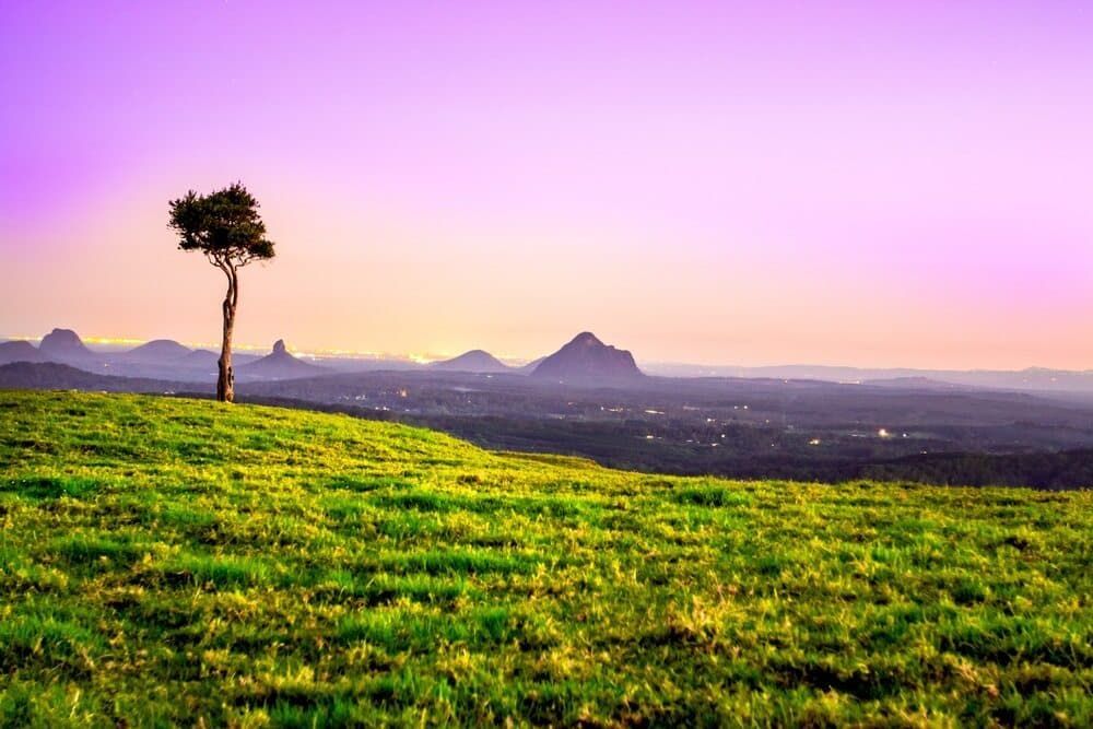 A Tree Is Standing on Top of A Grassy Hill — Rooftech Roofing Services in Mullumbimby, NSW