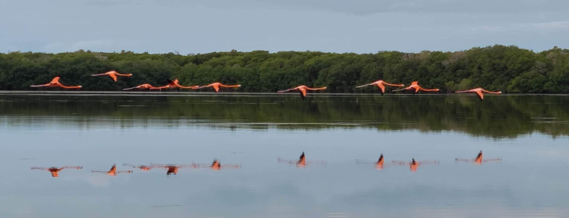 Group of Flamingos – Gainesville, FL – Cruz Davis Family & Cosmetic Dentistry