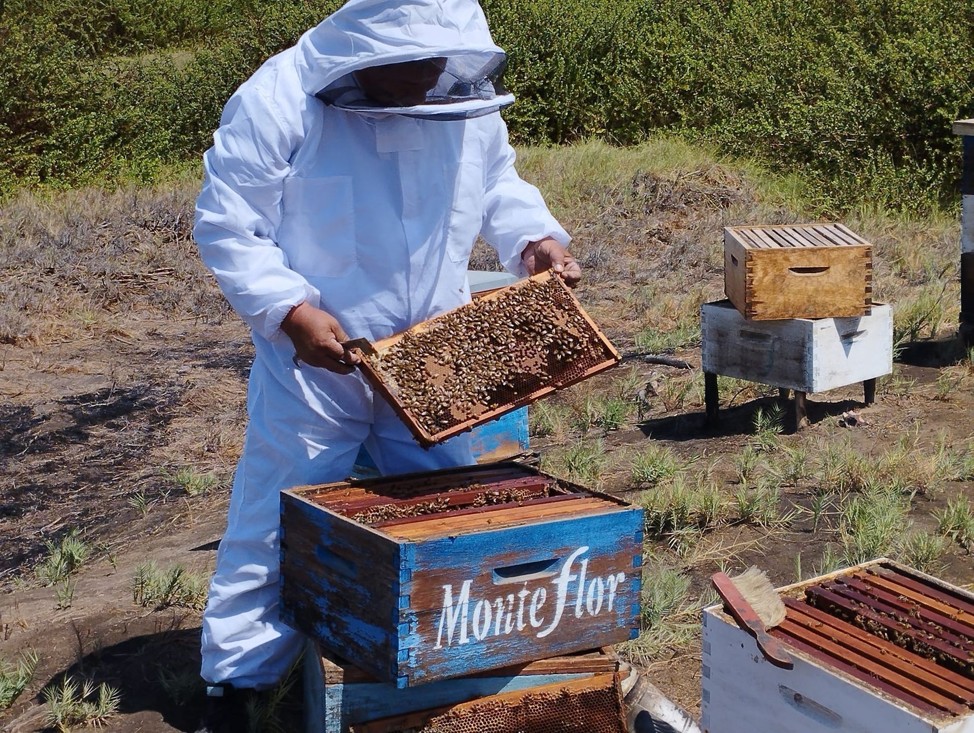 Un hombre con un traje de abeja sostiene un panal frente a una caja que dice Monte Flor.