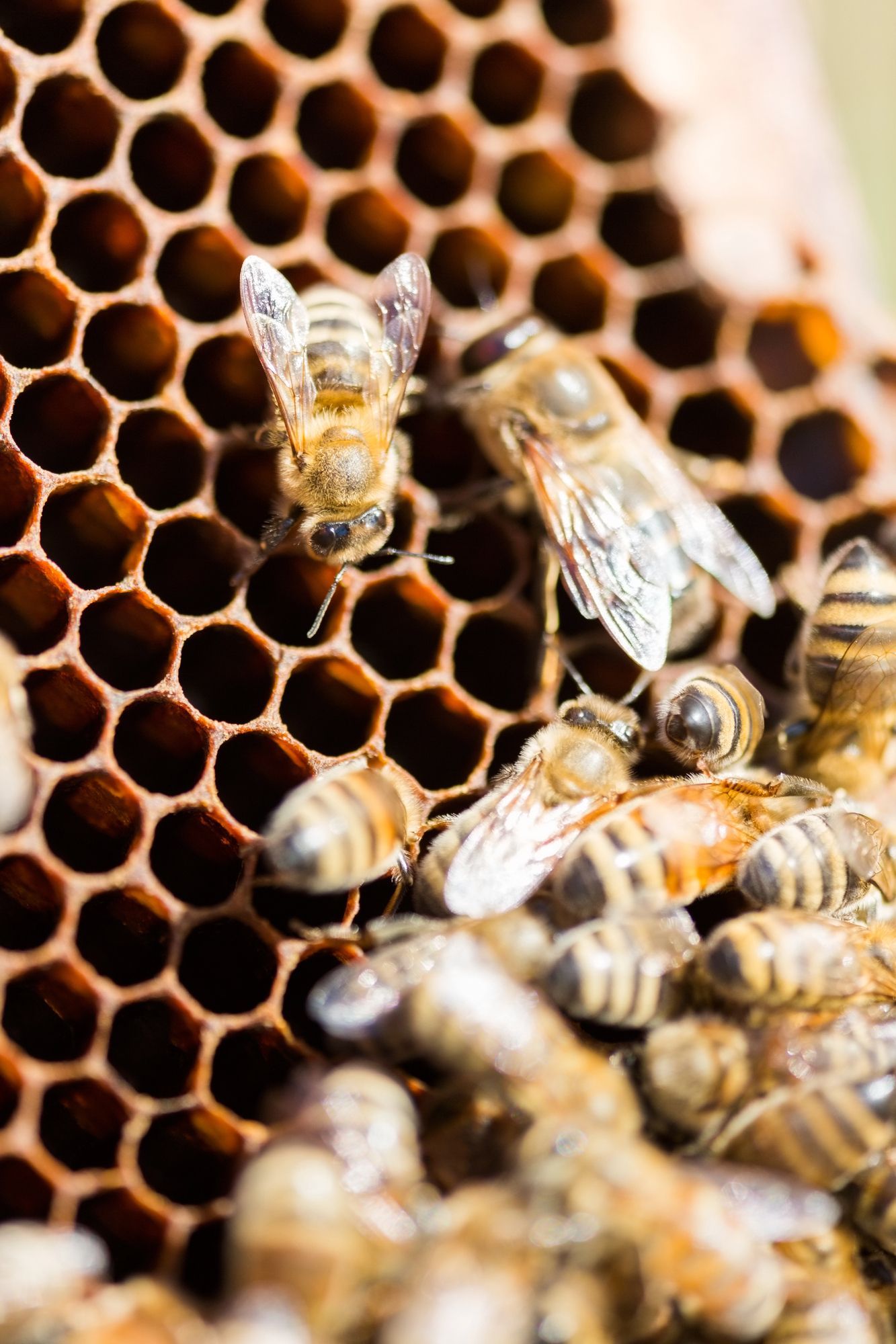 abejas
