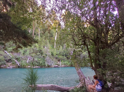 Una persona abraza el tronco alto y rugoso de un árbol, mirando hacia arriba en un bosque de pinos iluminado por el sol.