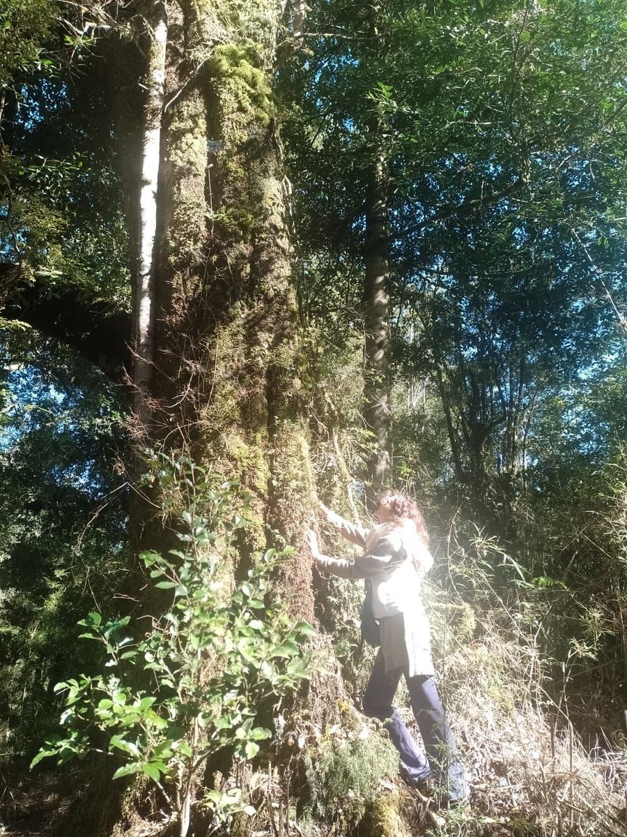 Una persona se encuentra en un bosque bañado por el sol, extendiendo la mano para tocar el tronco.