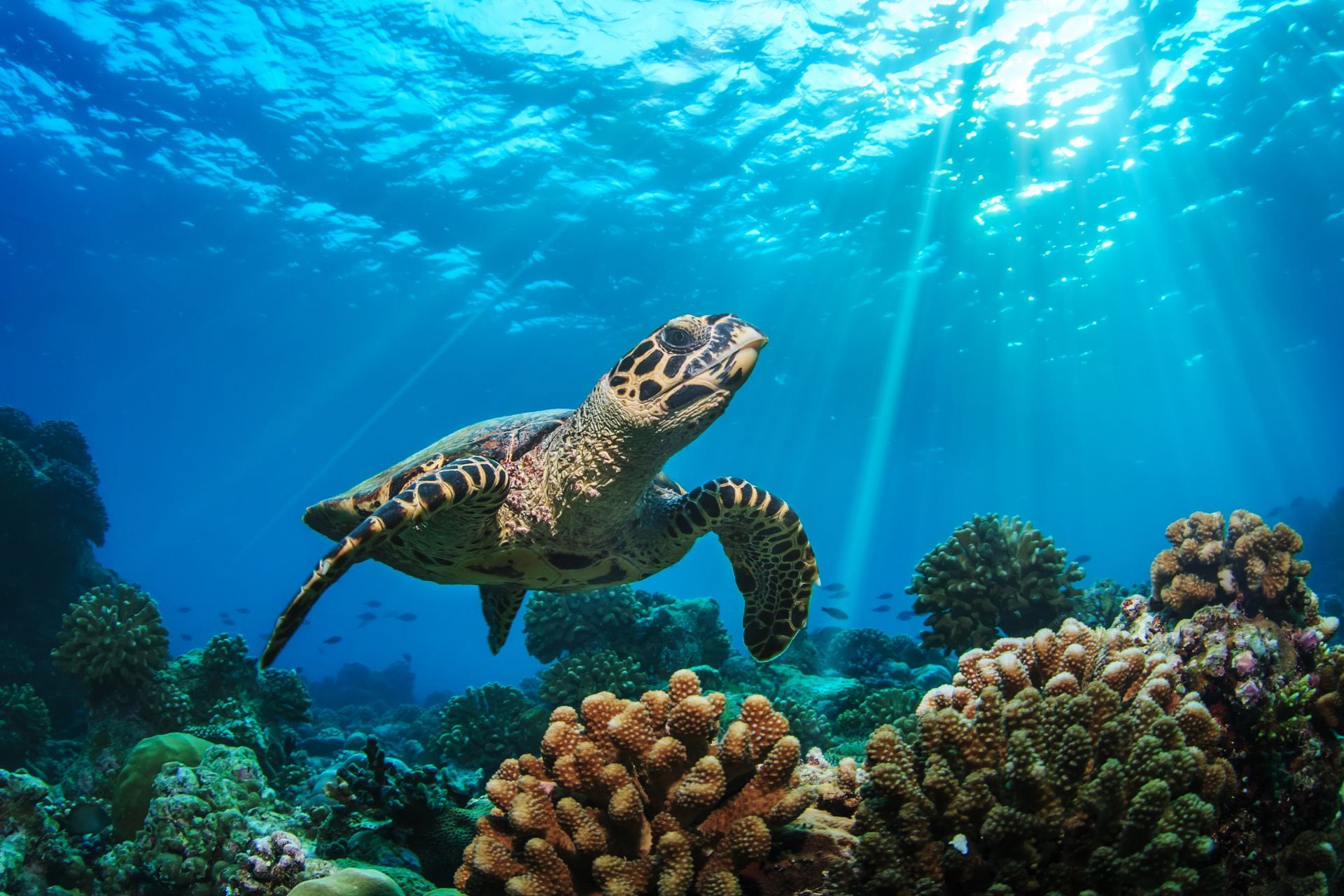 Maldivian Sea Turtle Floating Up And Over Coral reef