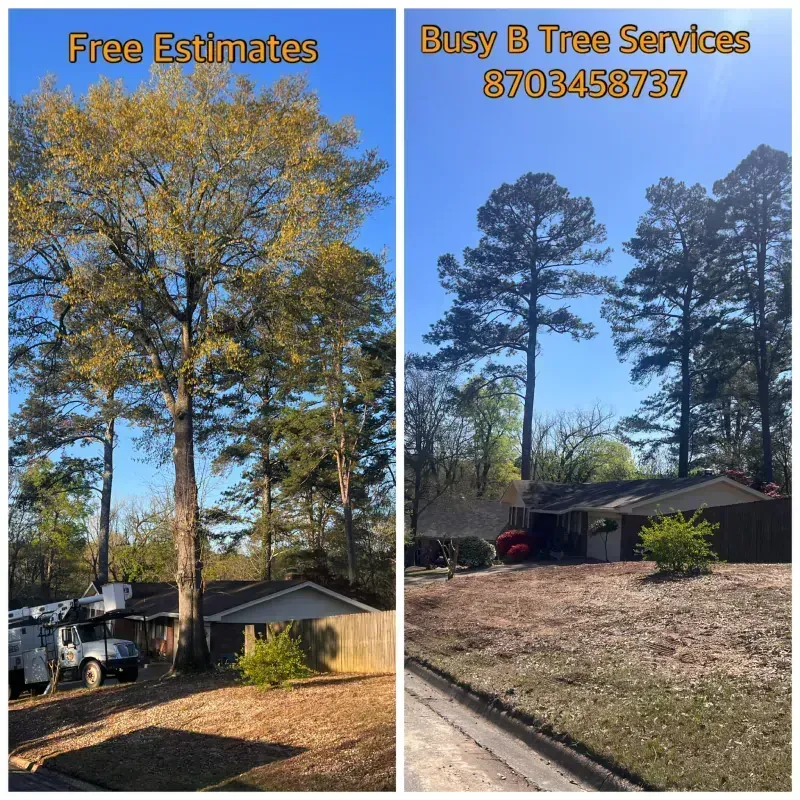 A picture of a tree before and after being cut by busy 8 tree services