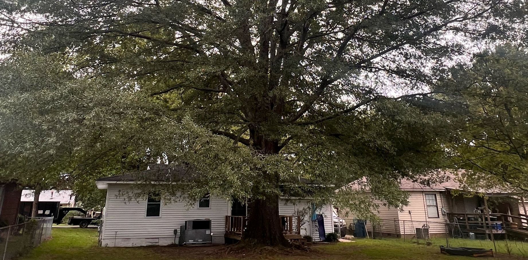 A large tree in front of a house with lots of leaves.
