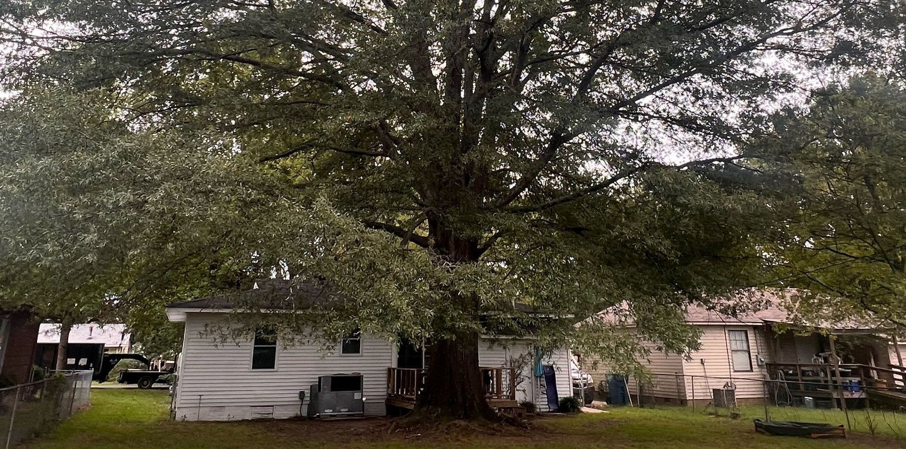 A large tree is in the backyard of a house.