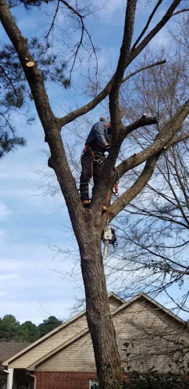 A man is climbing a tree with a chainsaw in front of a house.