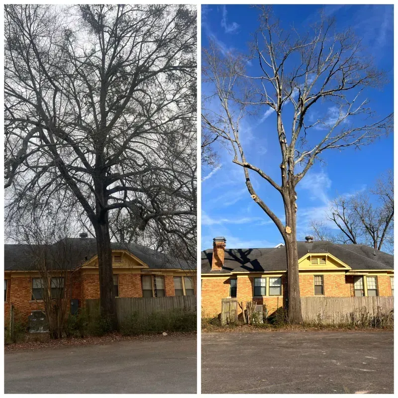 A before and after photo of a tree in front of a house