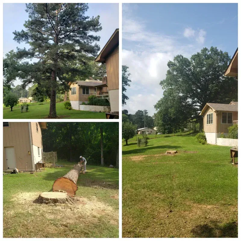 A collage of pictures shows a tree stump and a house in the background