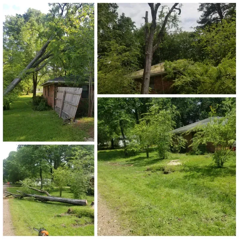 A collage of four pictures of a yard with trees and a house.