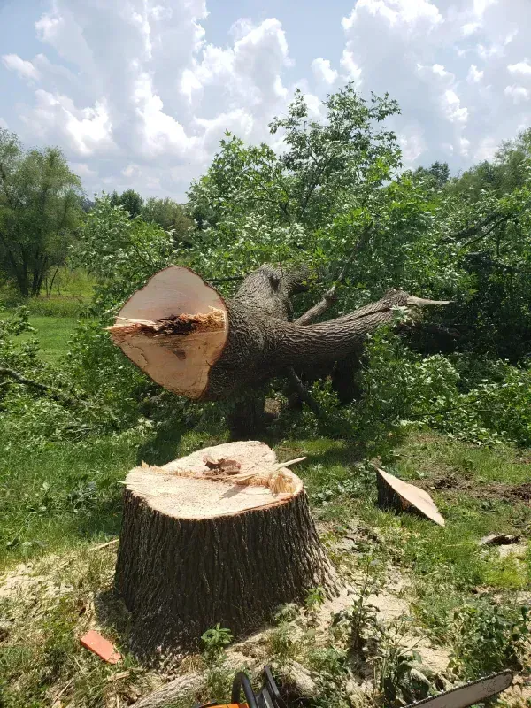 A tree stump is being cut down by a chainsaw in a field.