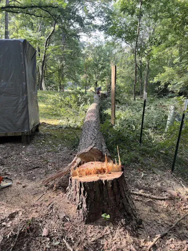 A large tree stump is sitting in the middle of a forest.
