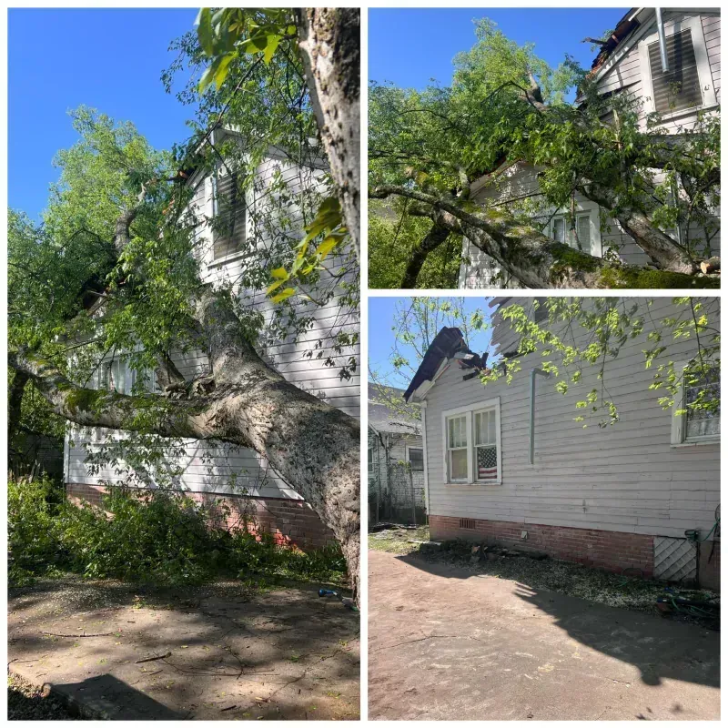 A tree has fallen on the side of a house.