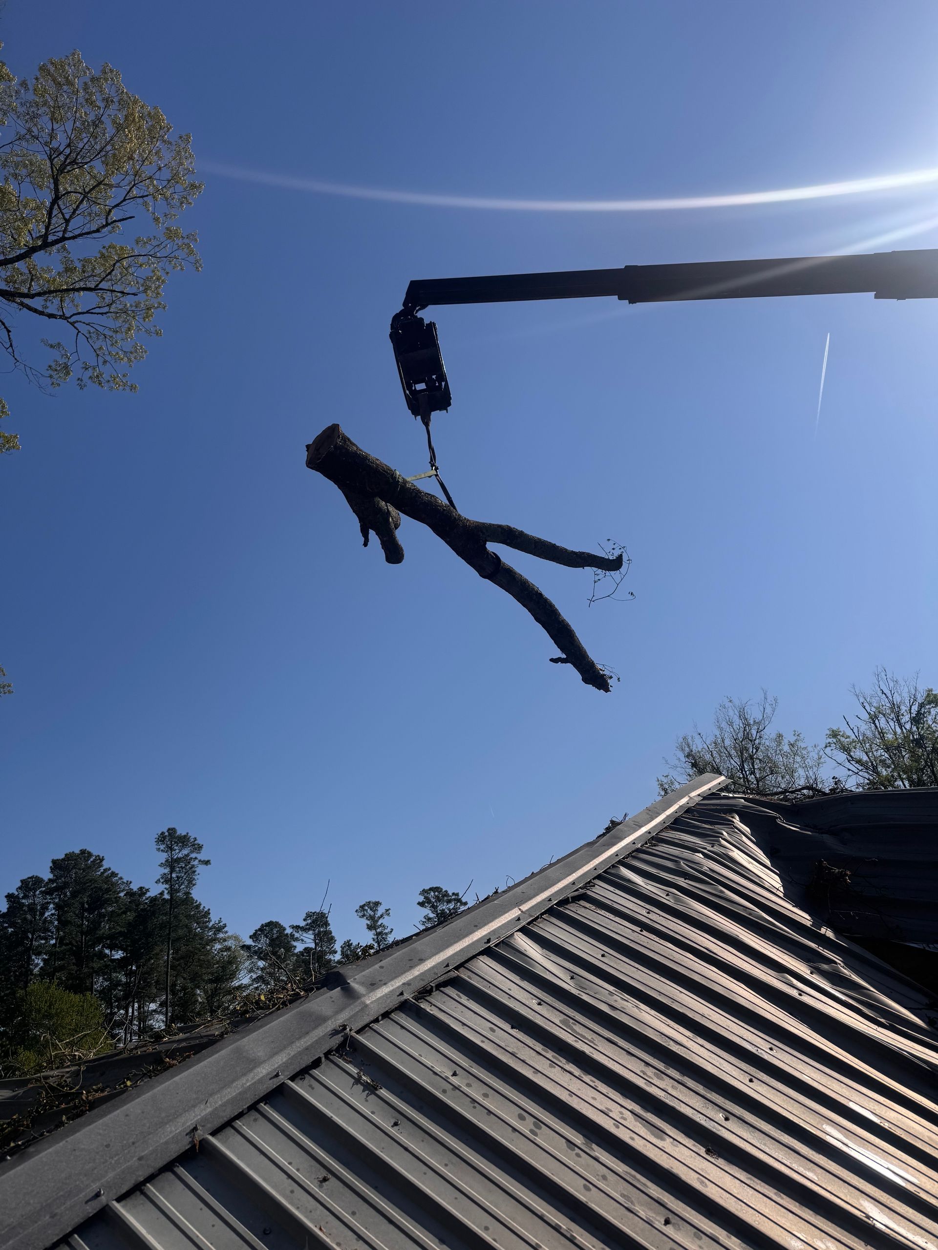 A large tree is in the backyard of a house.