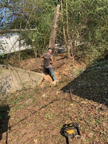 A man is cutting a tree in the woods with a chainsaw.