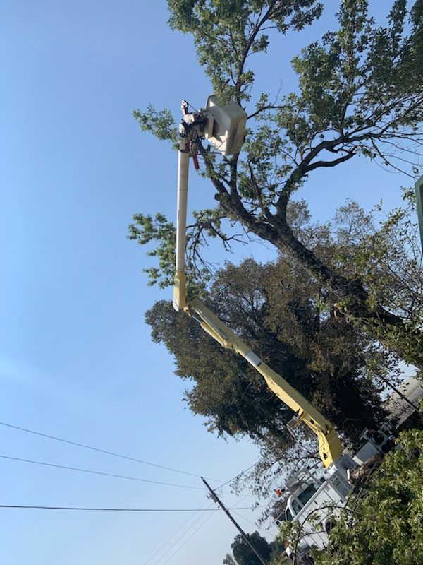 A man is cutting a tree with a crane.