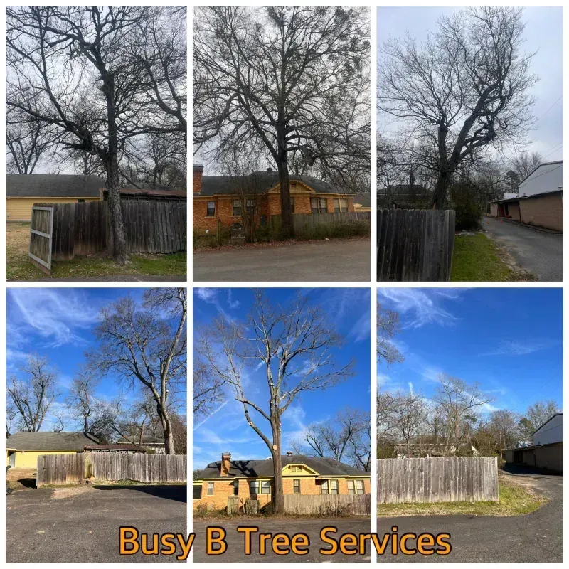A collage of pictures of a tree with the words busy b tree services