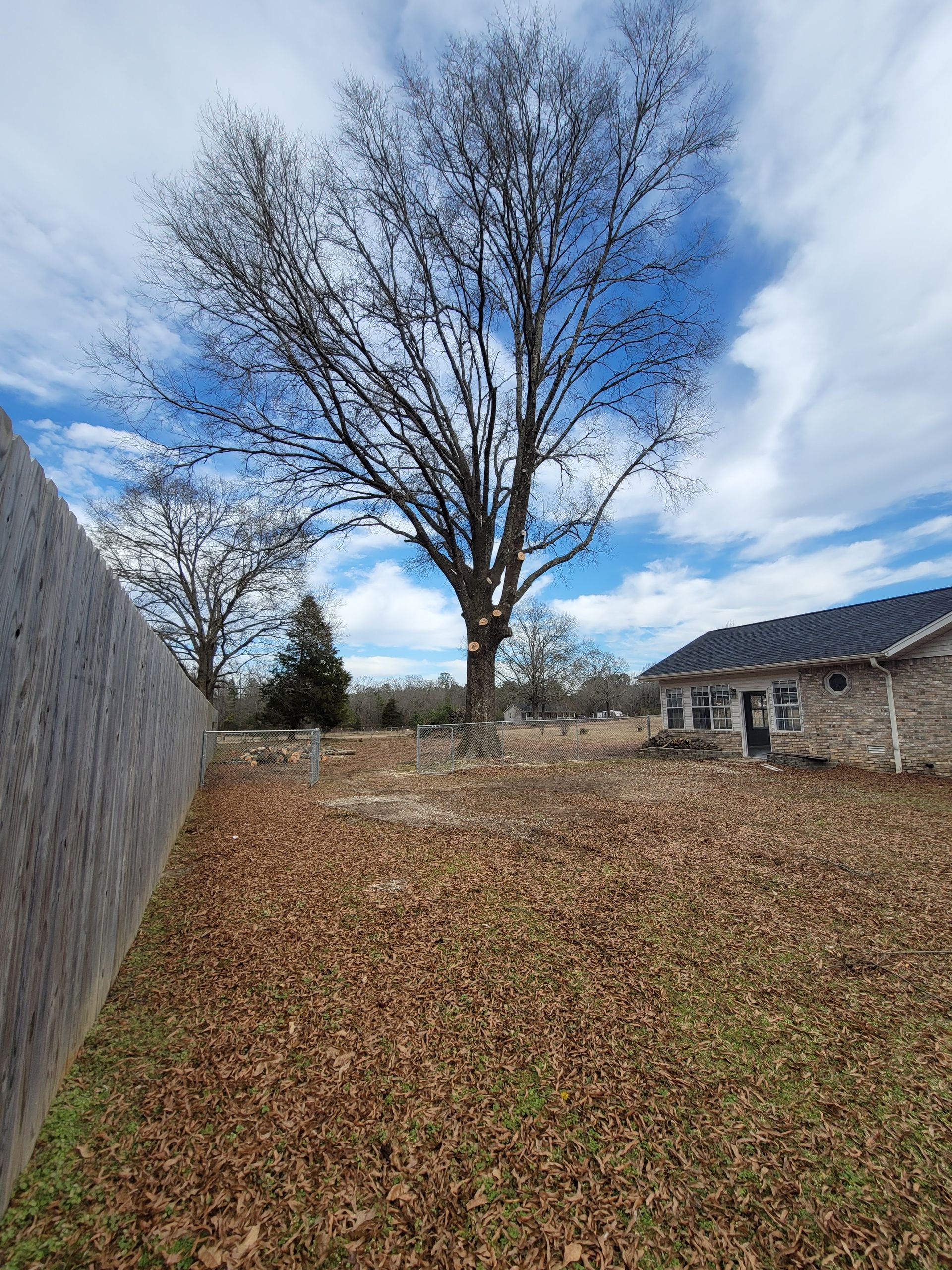A large tree is in the middle of a yard next to a fence.