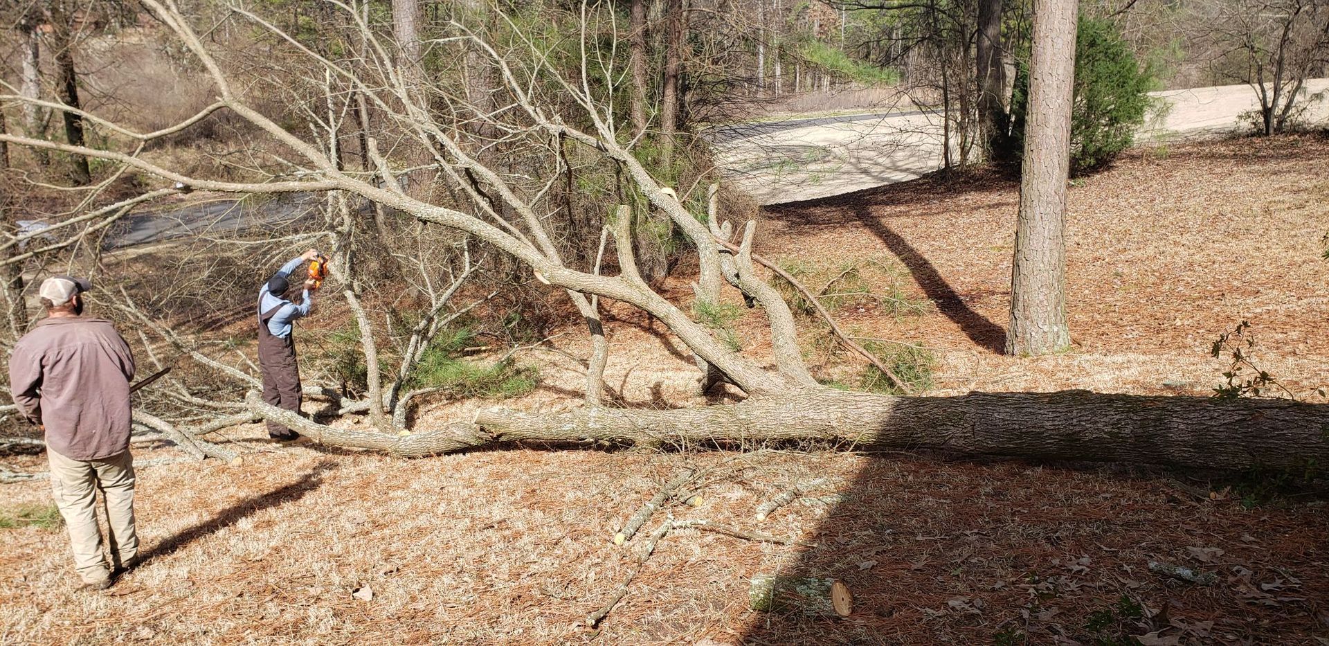 A man is cutting a tree with a chainsaw in the woods.