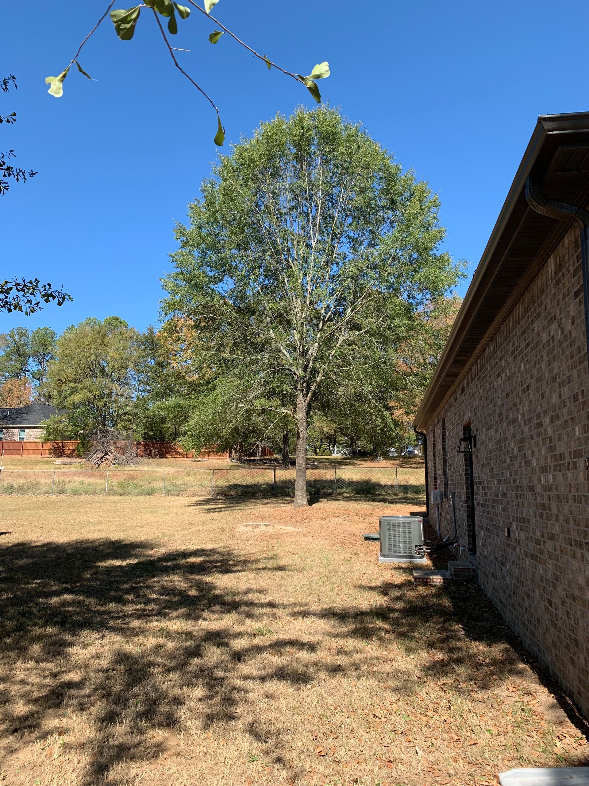 A large tree is in the backyard of a house.