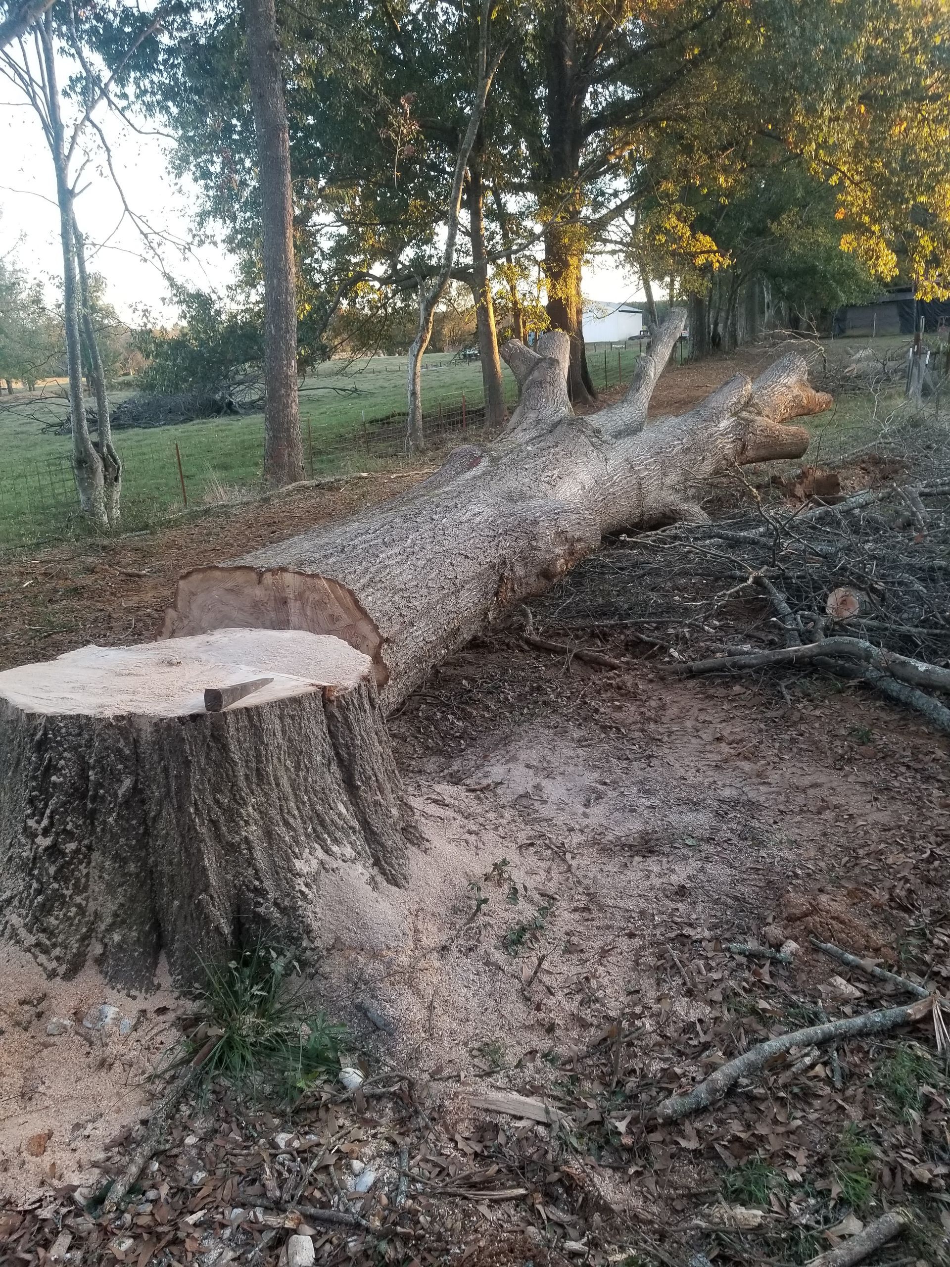 A tree stump is sitting in the middle of a forest.