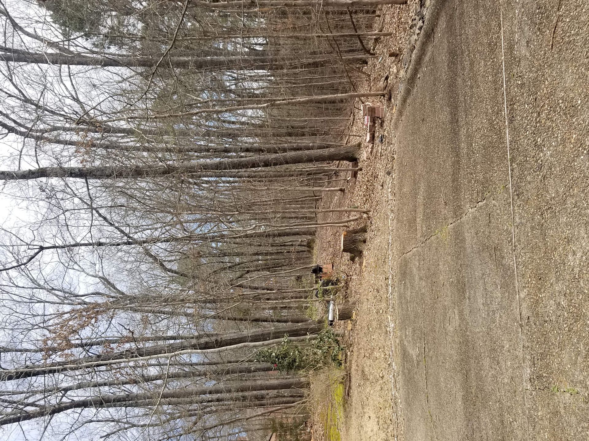 A dirt road going through a forest with trees without leaves.
