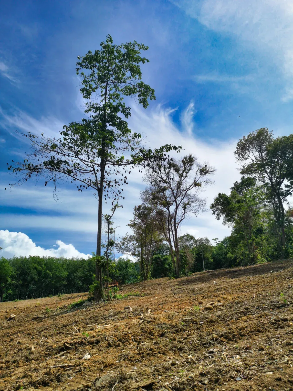 A tree in the middle of a field with trees in the background