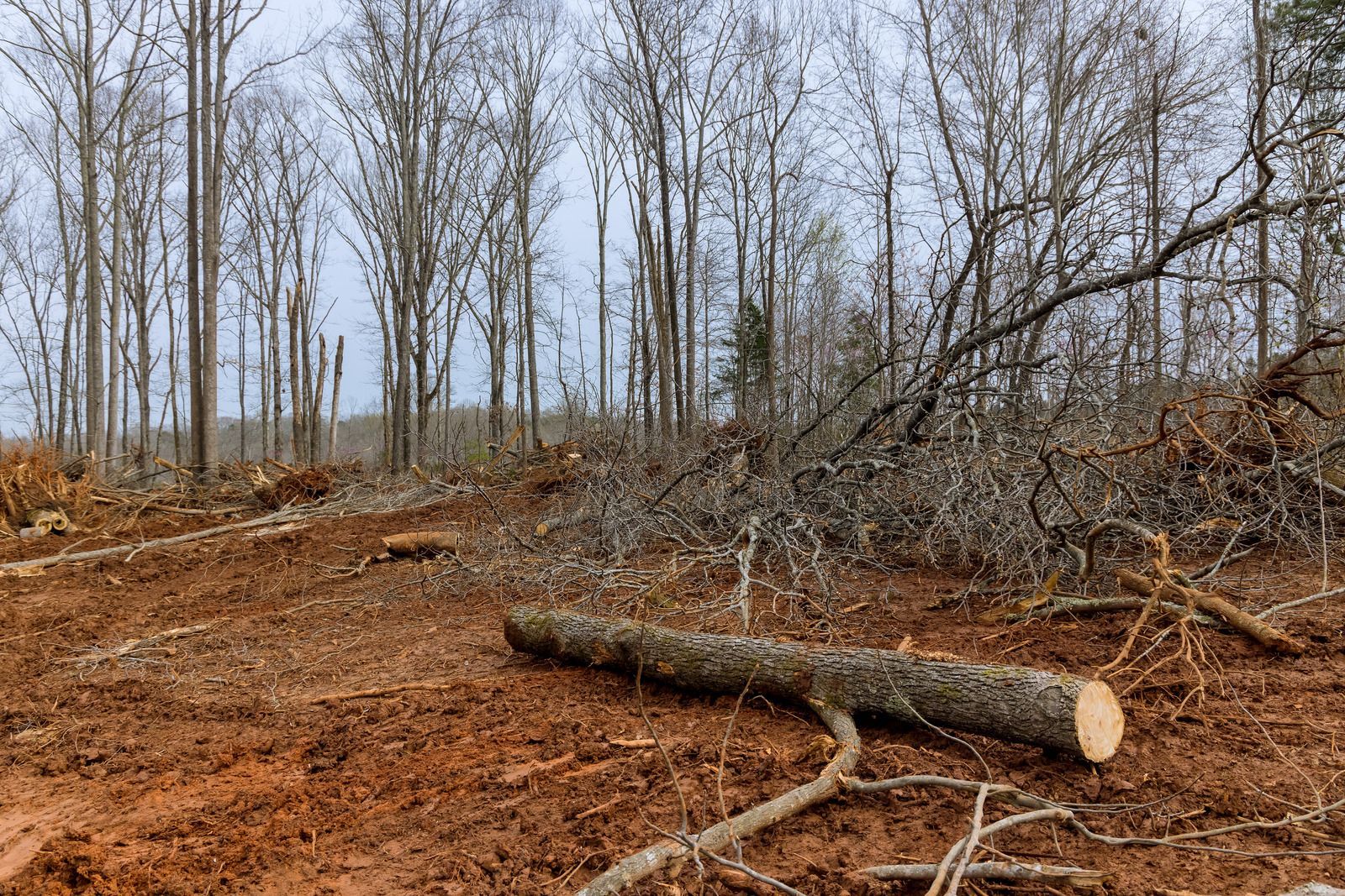 A log is laying on the ground in the middle of a forest.