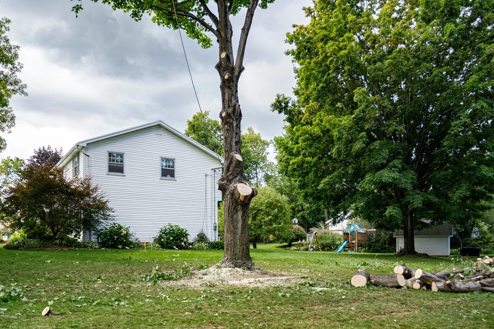 A man is standing in front of a yellow tractor cutting a tree.