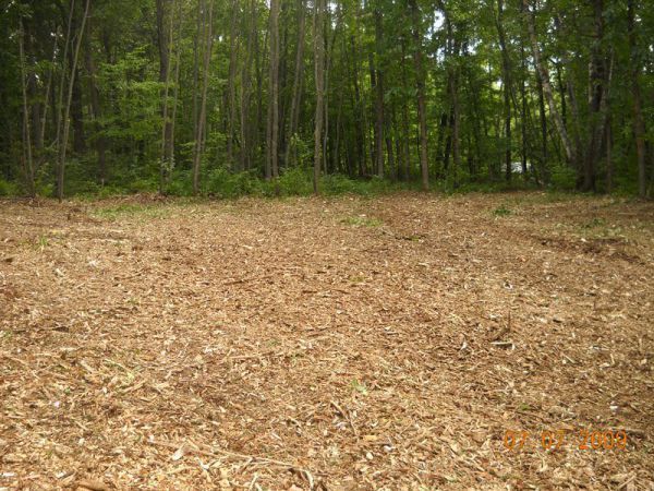 A clearing covered in wood chips at the edge of a dense, green forest.