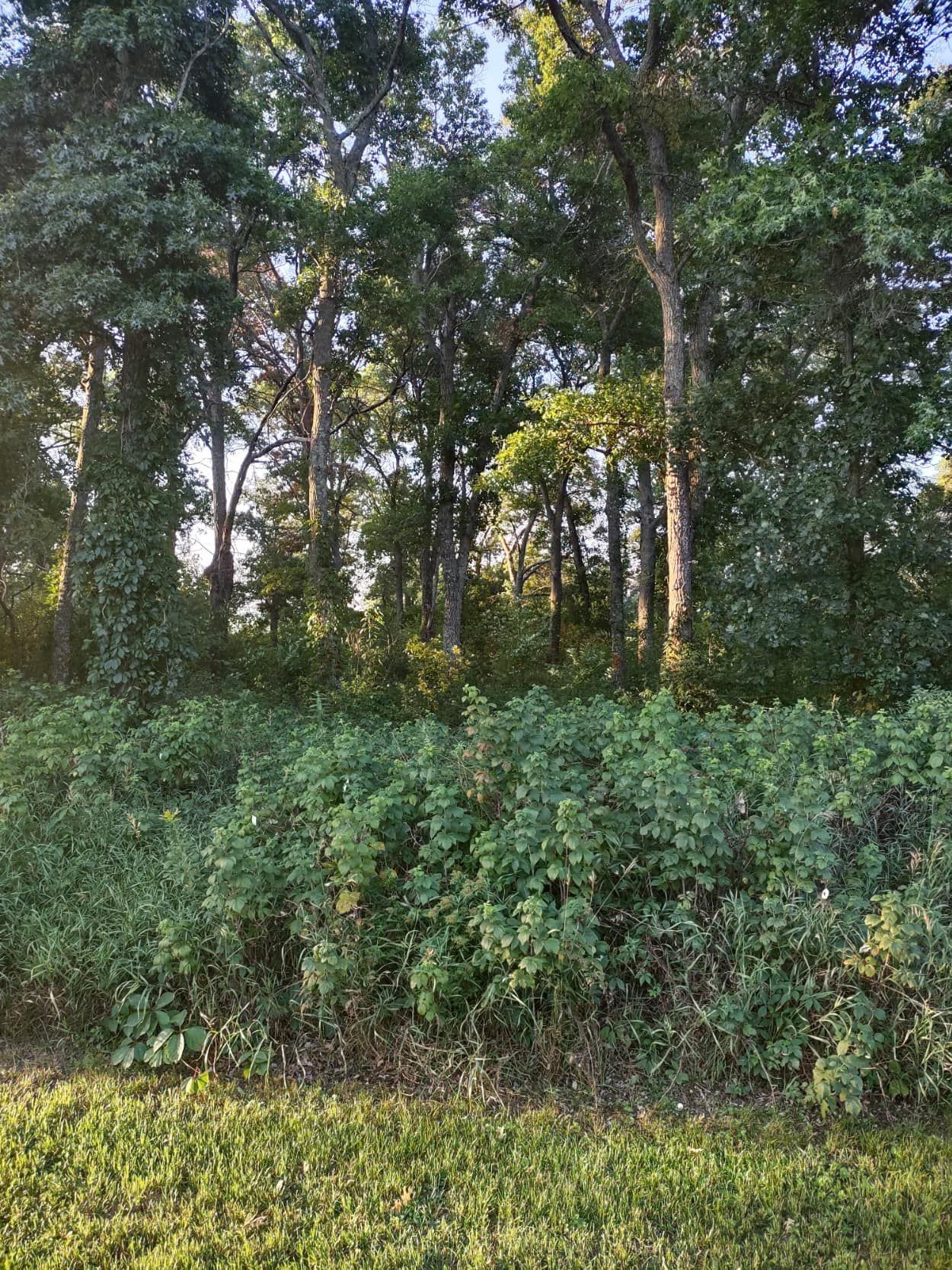 A lush green forest with trees and shrubs