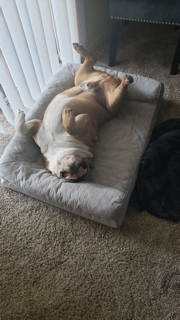 Chubbs Playing Dead — Fort Myers, FL — Jorge Santana Law