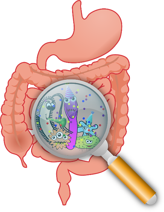 Illustration of gut bacteria