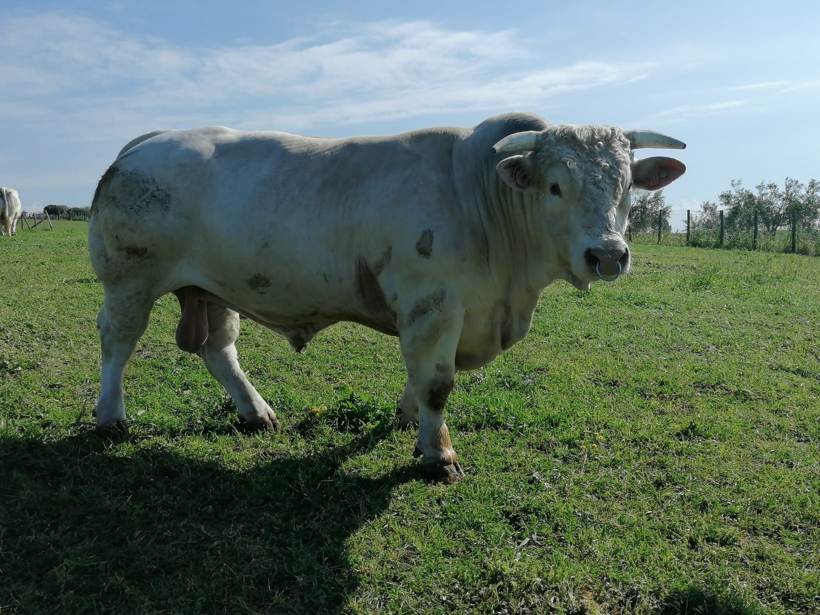 un toro bianco con le corna è in piedi in un campo
