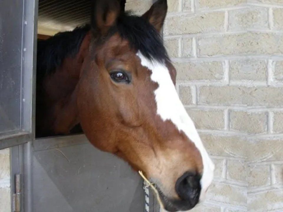 Cavallo in primo piano