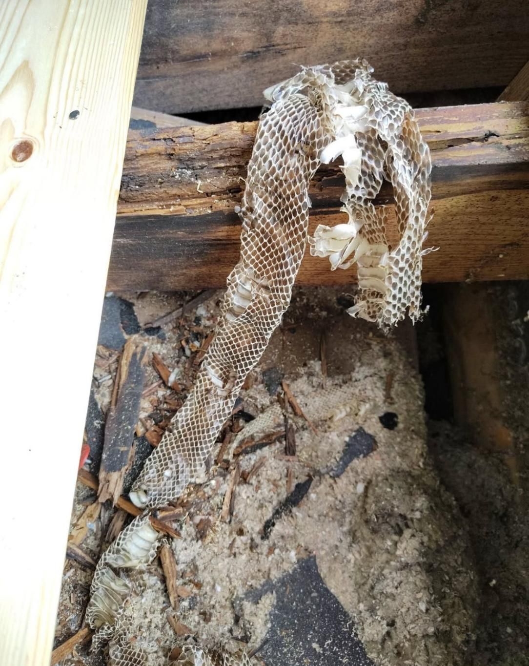 Honeycomb-like nest hanging from wooden beams in a dusty, confined space.